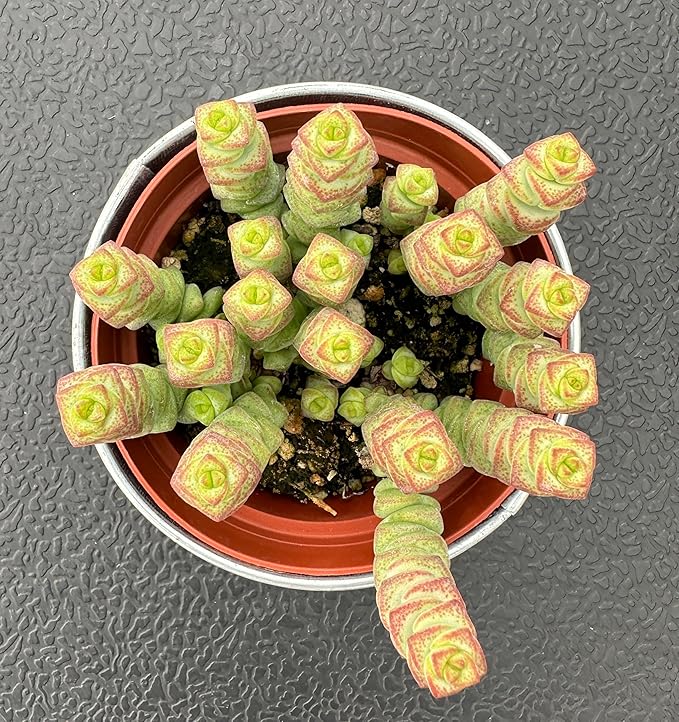 4" Crassula 'Baby's Necklace' in Vintage Metal Pot, Live String of Buttons Trailing Succulent, Rare House Plant for Home Office Wedding Hanging Decoration, DIY Projects, Party Favor