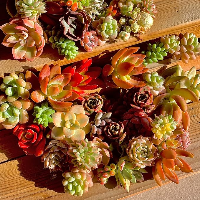 Succulent Cuttings 12pcs Rare Succulents Plants Live, Bare Root Without Pot Soil,No Repeats – Indoor Outdoor DIY Garden Decor Wedding Favors Terrarium Starter Kit
