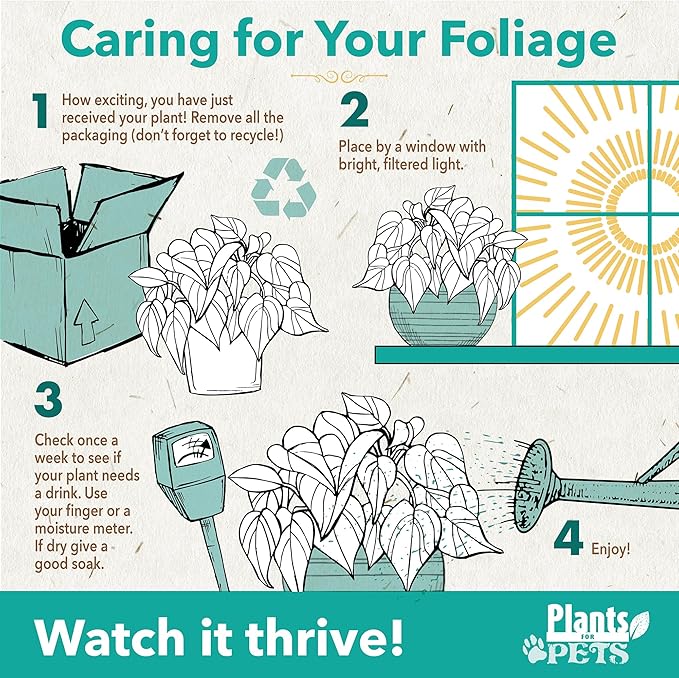 Essential Houseplant Collection (4PK) Live Plants Indoor Plants Live Houseplants in Plant Pots, Easy House Plants Indoors Live, Snake Plant, Pothos in Potting Soil, Clean Air Plants by Plants for Pets