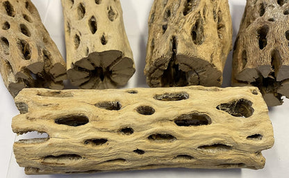 Awesome Aquatic 6 in x 2-3” Thick XL Teddy Bear/Chain Fruit/Buckhorn/Staghorn Cholla Wood Hollow Tube Wood Cactus Skeleton Tubes Thick/Diameter (6 in x 2-3 in Diameter)