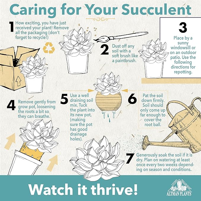 Altman Plants Deluxe Live Succulents (12 Pack), 6 Unique Varieties in Sets of 2, Assorted Colors & Shapes, Easy Plant Care, 2 in Pots