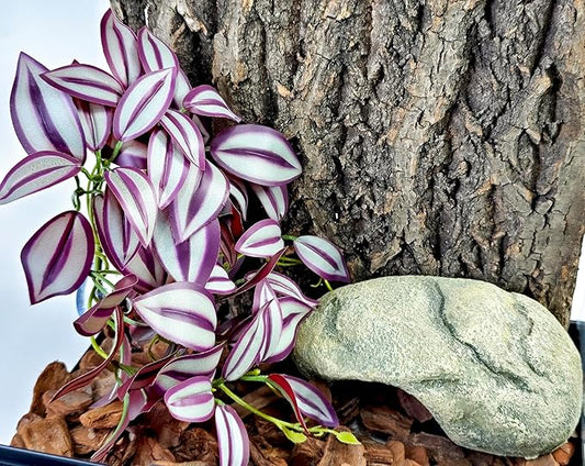 Woyrise Reptile Plants, Terrarium Hanging Plant Vines, Artificial Leaves with Suction Cup, Bearded Dragon Tank Accessories for Gecko Lizard Snake Frog Tortoise Decorations - Purple Zebrina