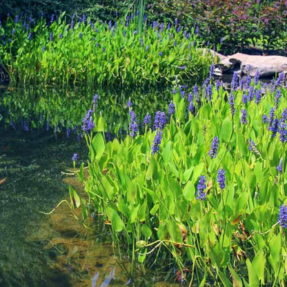 Pickerel Rush Live Pond Plant for Water Garden (Pink Pickerel Rush, 1)