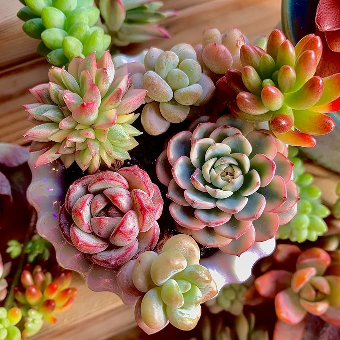 Succulent Cuttings 12pcs Rare Succulents Plants Live, Bare Root Without Pot Soil,No Repeats – Indoor Outdoor DIY Garden Decor Wedding Favors Terrarium Starter Kit