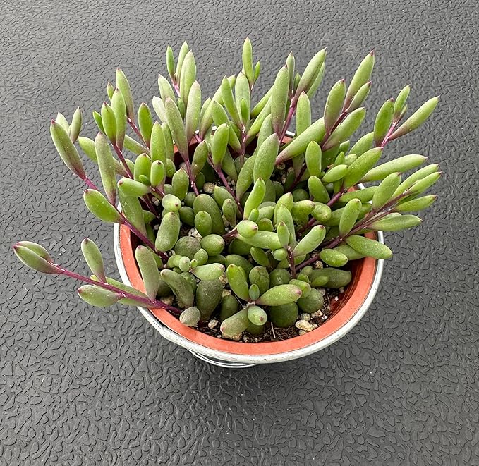 4" Ruby Necklace with Vintage Metal Pot, Live Othonna capensis L.H.Bailey Succulent, Purple Hanging Trailing House Plant for Home Office Wedding Decoration DIY Project Party Favor