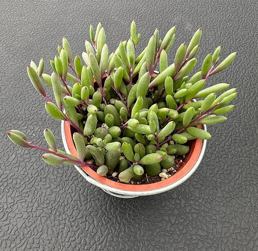 4" Ruby Necklace with Vintage Metal Pot, Live Othonna capensis L.H.Bailey Succulent, Purple Hanging Trailing House Plant for Home Office Wedding Decoration DIY Project Party Favor