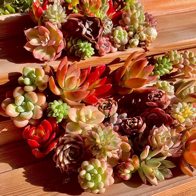 Succulent Cuttings 12pcs Rare Succulents Plants Live, Bare Root Without Pot Soil,No Repeats – Indoor Outdoor DIY Garden Decor Wedding Favors Terrarium Starter Kit