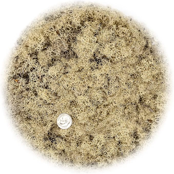 GARDENERA Premium Preserved Reindeer Moss for Potted Plants, Terrariums, Fairy Gardens, Arts and Crafts or Floral Decor Design in Natural (2 Quart Bag)