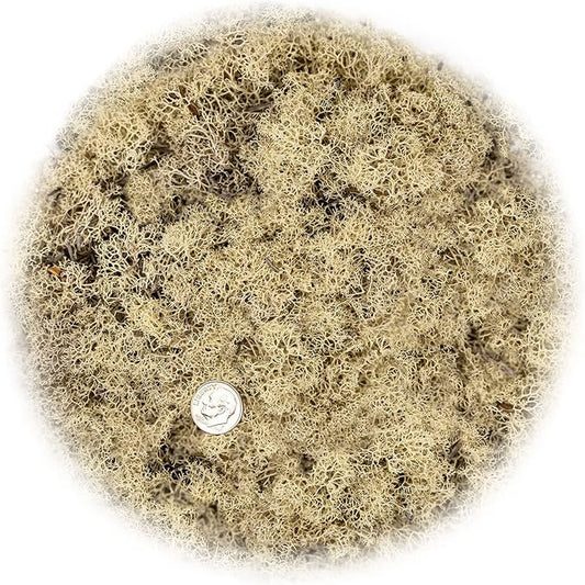 GARDENERA Premium Preserved Reindeer Moss for Potted Plants, Terrariums, Fairy Gardens, Arts and Crafts or Floral Decor Design in Natural (2 Quart Bag)