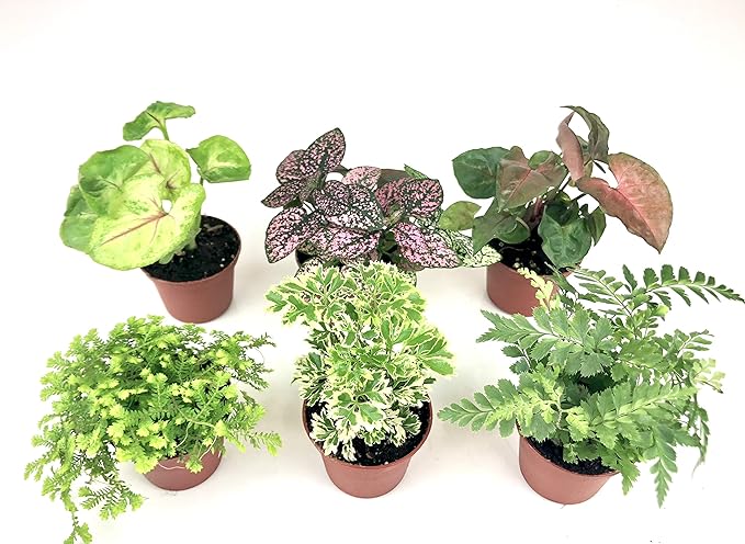 Mini Terrarium Plants (6 Plants) (2" Pots) Fairy Garden Plants Assorted Varieties