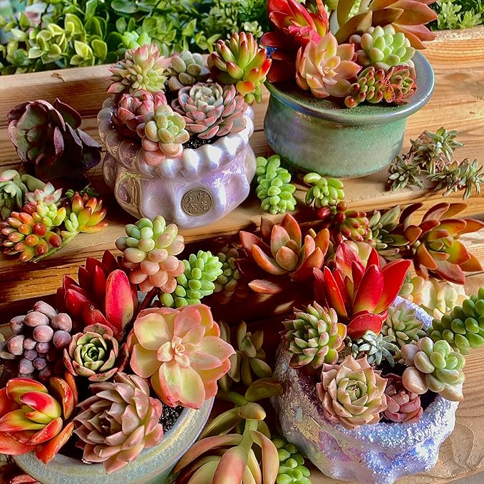 Succulent Cuttings 12pcs Rare Succulents Plants Live, Bare Root Without Pot Soil,No Repeats – Indoor Outdoor DIY Garden Decor Wedding Favors Terrarium Starter Kit