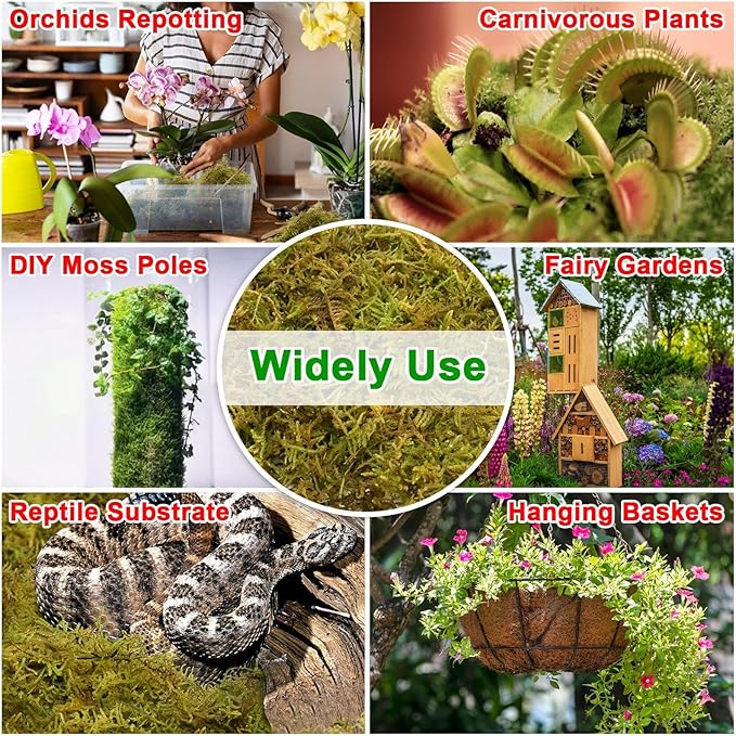Halatool 6OZ Green Forest Moss Natural Sphagnum Moss for Plants Fluffy Orchid Moss for Orchids Repotting Dried Plant Moss for Potted Plants Indoor & Outdoor