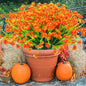 AmyHomie 20 Bundles Artificial Fall Flowers for Outdoor UV Resistant Faux Flowers No Fade Fake Plastic Plants Wildflowers Spring Flowers Garden Porch Window Box Decorating Fall Decor (Orange)
